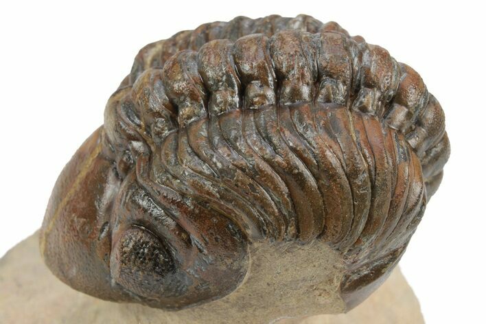 Partially Enrolled Reedops Trilobite - Aatchana, Morocco #235691